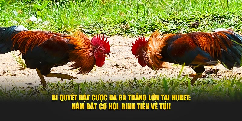 Đá gà Hubet cược lớn hấp dẫn