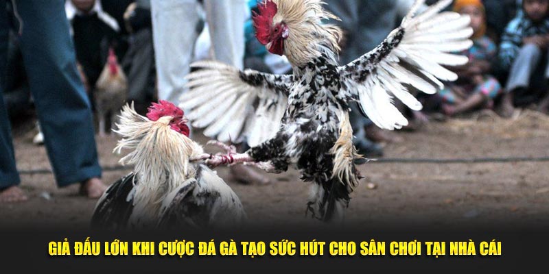 Giải đấu lớn khi cược đá gà tạo sức hút cho sân chơi tại nhà cái