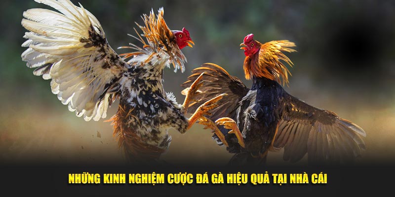 Những kinh nghiệm cược đá gà hiệu quả tại nhà cái