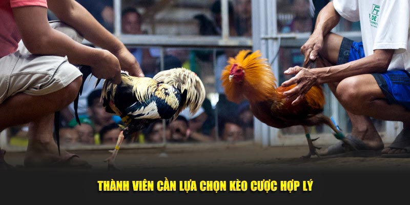 Thành viên cần lựa chọn kèo cược hợp lý