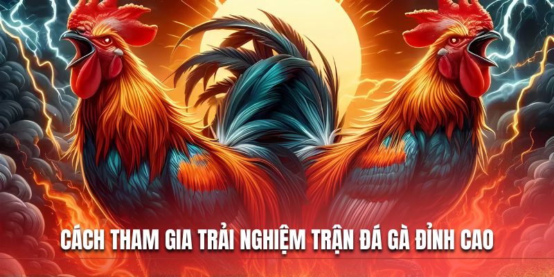 Cách tham gia trải nghiệm trận đá gà đỉnh cao Cách tham gia trải nghiệm trận đá gà đỉnh cao