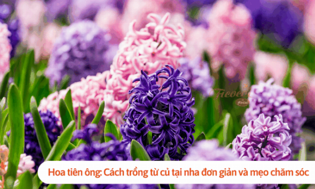 Cây tiên ông phát triển mạnh mẽ trong môi trường thủy canh sạch sẽ