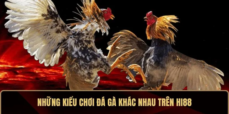 Những kiểu chơi đá gà khác nhau trên HI88 Những kiểu chơi đá gà khác nhau trên HI88