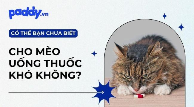Hinh anh meo con de thuong trong game cham soc meo con, dang duoc cho an