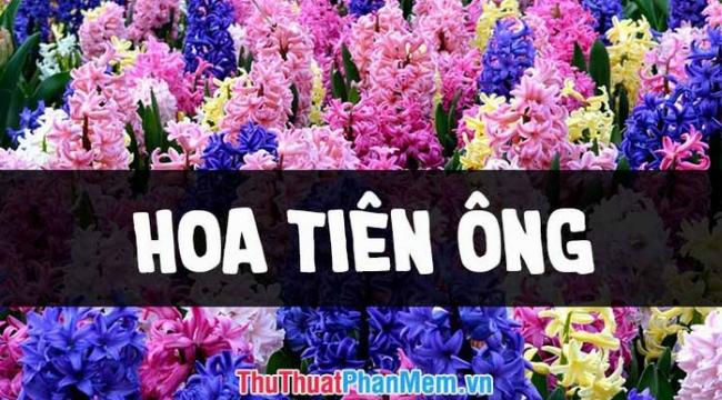 Những bông hoa tiên ông nở rộ với nhiều màu sắc tuyệt đẹp