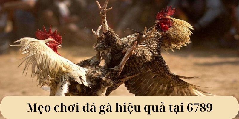 Mẹo chơi đá gà hiệu quả tại 6789 Mẹo chơi đá gà hiệu quả tại 6789