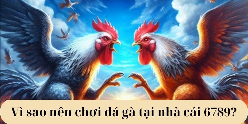 Vì sao nên chơi đá gà tại nhà cái 6789? Vì sao nên chơi đá gà tại nhà cái 6789?