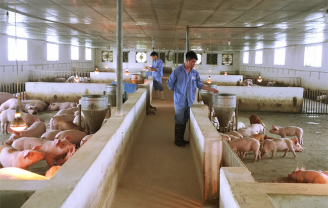 Thiết kế chuồng trại dê tiêu chuẩn đảm bảo vệ sinh và an toàn