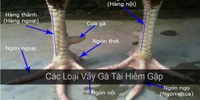 Làm cách nào để nhận biết 1 con gà đá tốt thông qua việc nhìn vảy chân ở nhà cái 77win