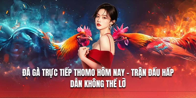 Trực tiếp đá gà Thomo hôm nay
