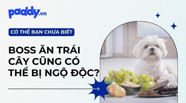 Chuẩn bị vật phẩm cần thiết trước khi bắt pet Tru Tiên như Linh Châu và bùa may mắn