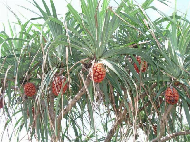 Hình ảnh các loại thảo dược đông y dùng để chữa sỏi thận tự nhiên hiệu quả